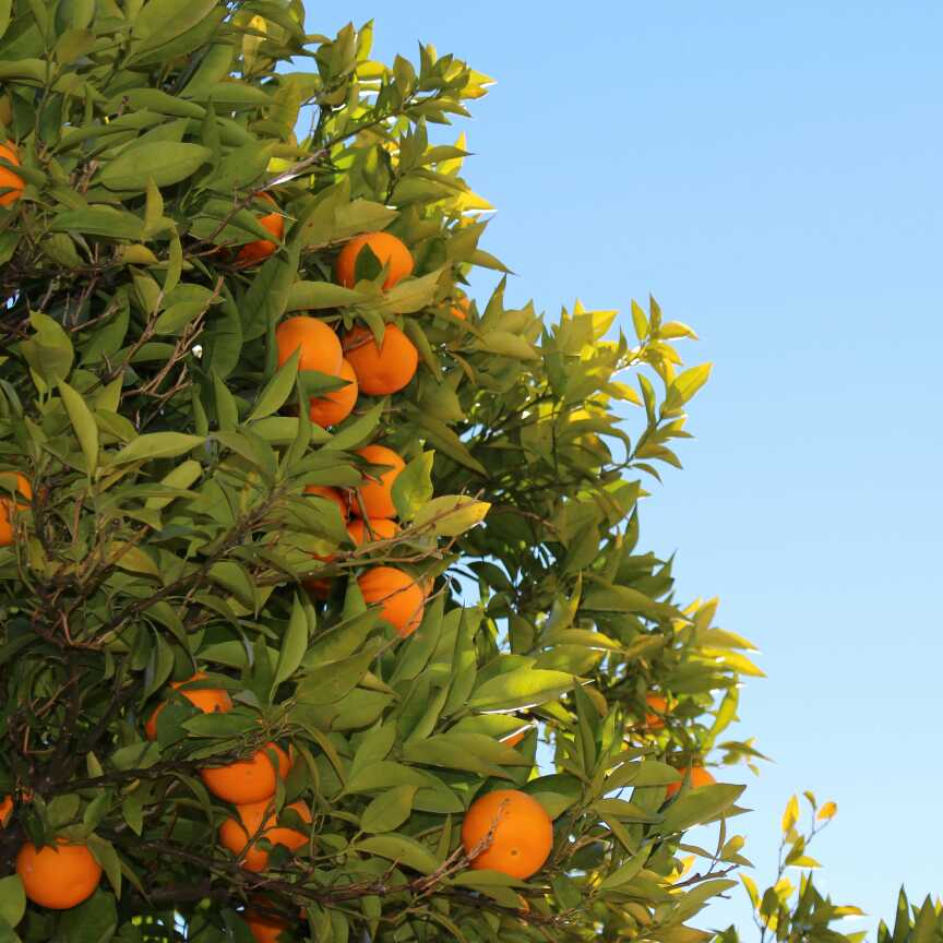 Why are Indian River oranges famous?