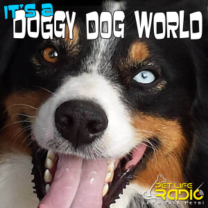 It’s A Doggy Dog World - Dog Podcast about dogs as pets & caring for your pet dog, - Pets & Animals on Pet Life Radio (PetLifeRadio.com)