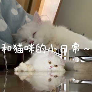 和猫咪的小日常