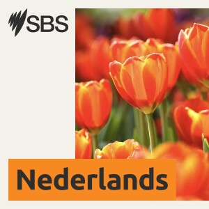 SBS Dutch