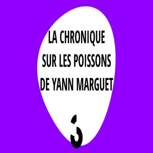 La chronique sur les poissons de Yann Marguet ‐ Couleur3