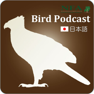 Nfa Bird Podcast 日本語版 19 ノドグロミツオシエ Free