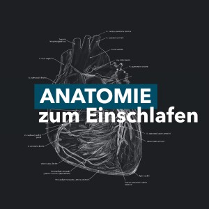 Anatomie zum Einschlafen