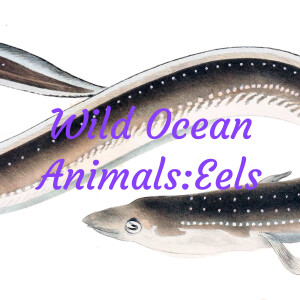 Wild Ocean Animals:Eels
