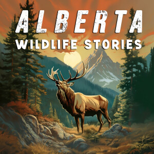 Alberta Wildlife Stories