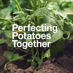 Perfecting Potatoes Together