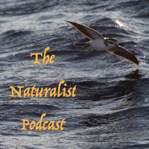 User Podcast Logo