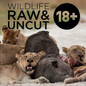 Wildlife: Raw & Uncut (HD)