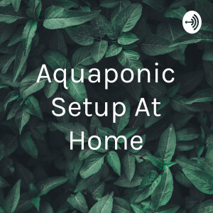 Aquaponic Setup At Home