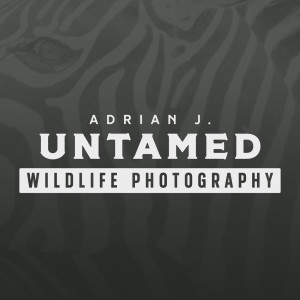 Untamed Wildlife Photography