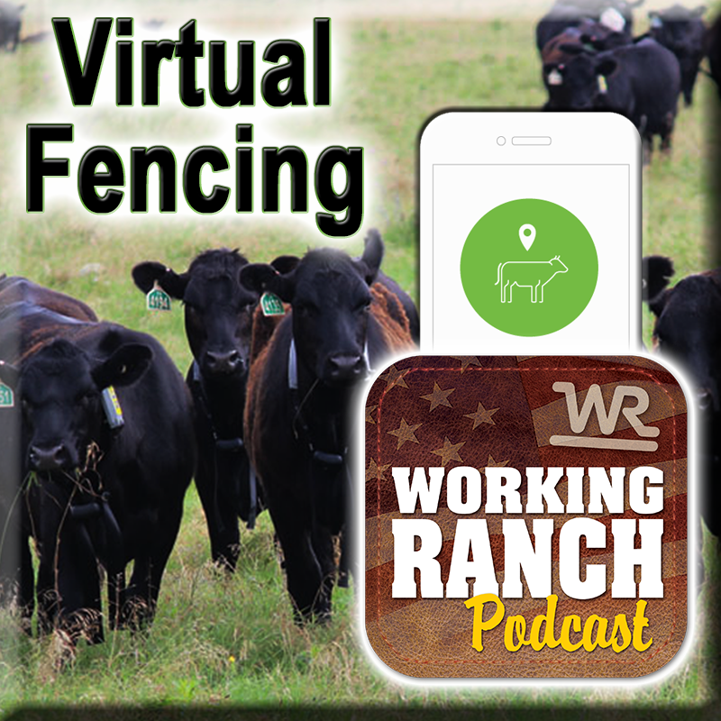 Ep 10: Virtual Fence Technology: What is it and its use in ranching.