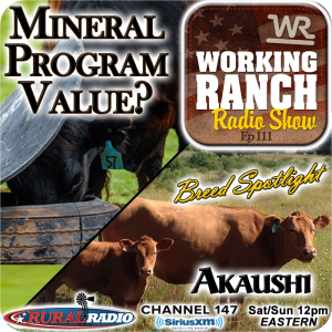 Ep 111: Finding Value In a Mineral Program and Breed Spotlight on Akaushi.