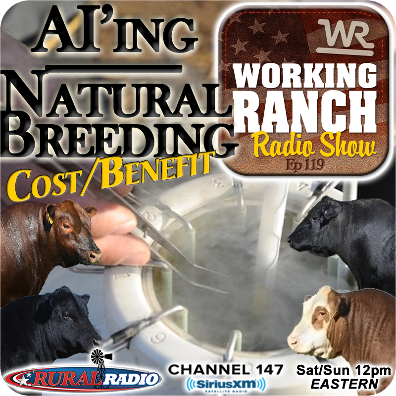 Ep 119: Evaluating Your Breeding Costs:  AI’ing vs Natural Service