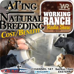 Ep 119: Evaluating Your Breeding Costs:  AI’ing vs Natural Service