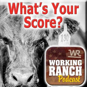 Ep 11: What's your score?  A Commercial Operation's tool to providing confidence for your calf buyers.