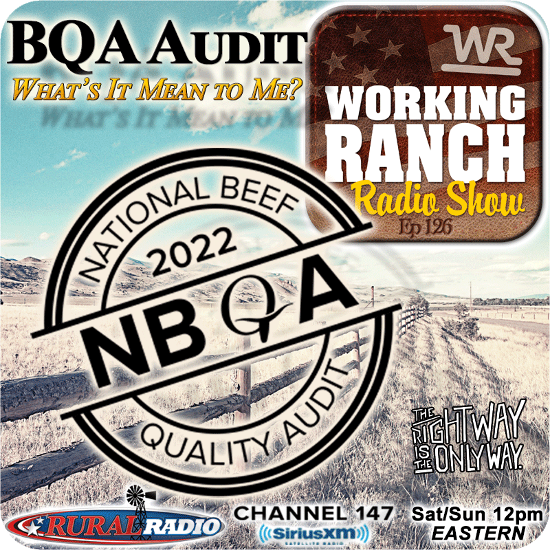 Ep 126: What Does the BQA Audit Say About Our Beef Industry?