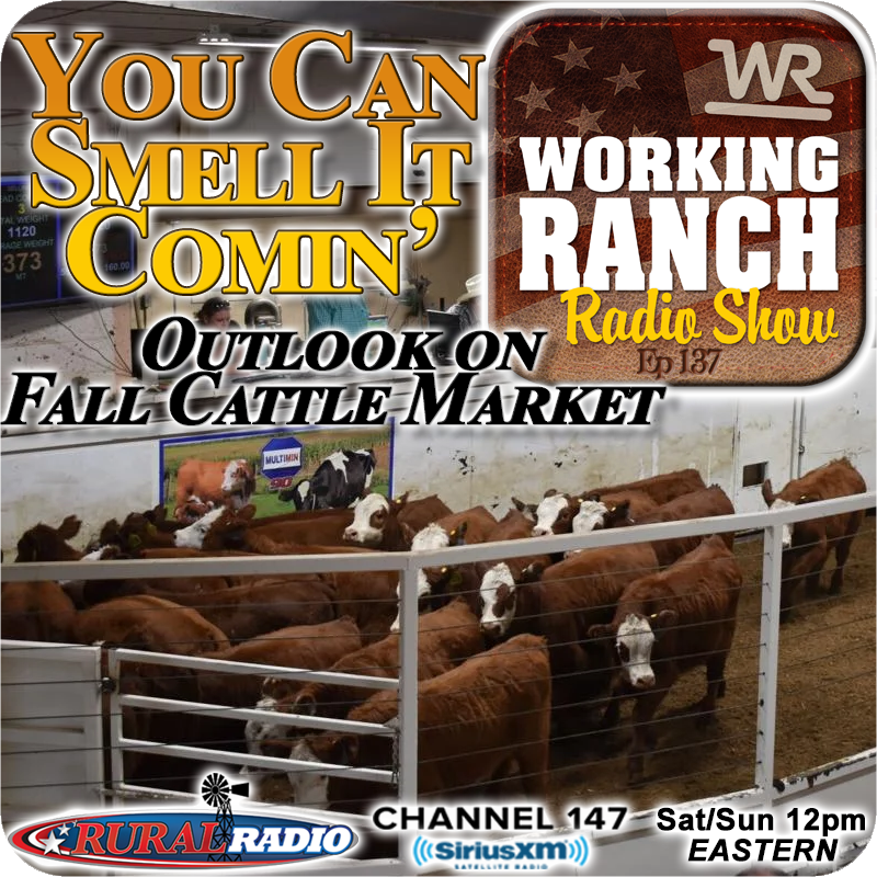 Ep 137: You Can Smell It Comin’… Outlook on Fall Cattle Market