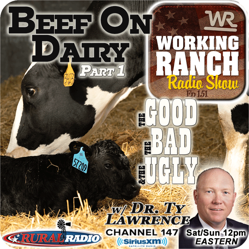 Ep 151: Beef On Dairy w Dr. Ty Lawrence Part 1: The Good, The Bad, & The Ugly