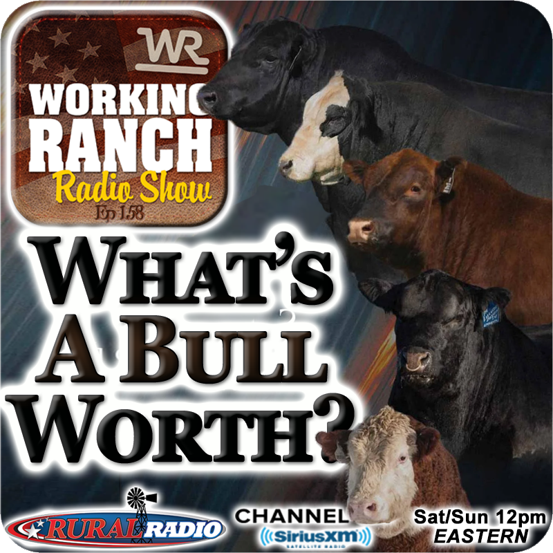 Ep 158:  What’s The Value of A Good Bull w Dr. Mark Johnson