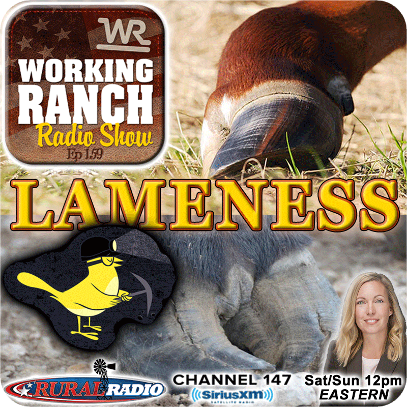 Ep 159:  Lameness… A Canary in the Coal Mine w/ Dr. Lacey Fahrmeier