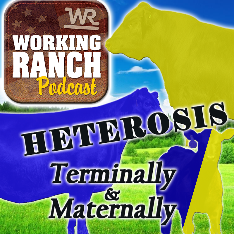 Ep 16: Crossbreeding heterosis for both terminal and maternal performance?