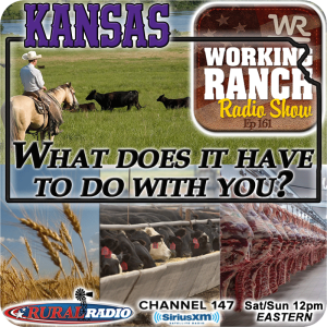 Ep 161: What Does Kansas Have To Do With Your Cattle Operation?