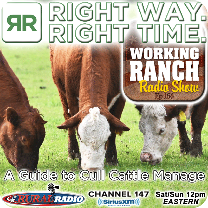 Ep 164: Right Way. Right Time. Maximizing the Potential in Your Cull Cattle