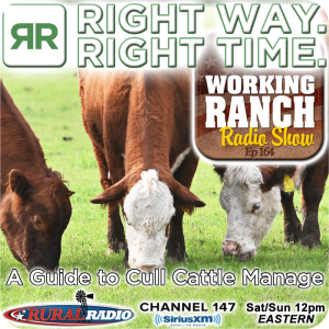 Ep 164: Right Way. Right Time. Maximizing the Potential in Your Cull Cattle