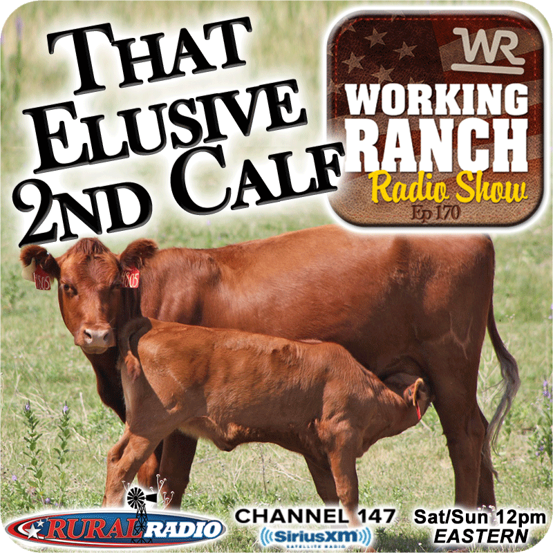 Ep 170: Chasing That "Elusive" Second Calf