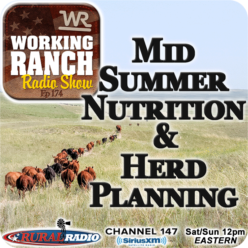 Ep 174: Mid-Summer Nutrition & Cow Herd Planning