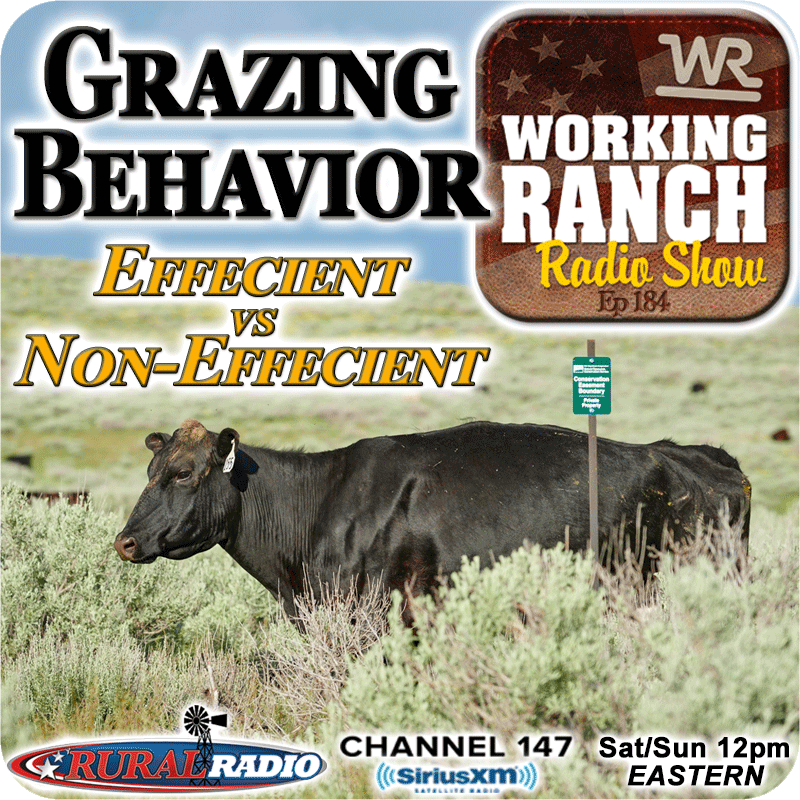 Ep 184:  Grazing Behavior of Efficient vs Non-Efficient Cattle on Rangeland