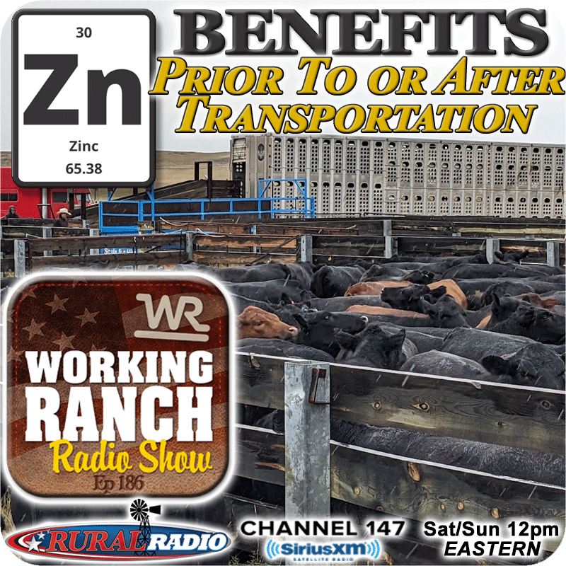 Ep 186:  The Benefits of Zinc Supplementation Prior To or After Transportation