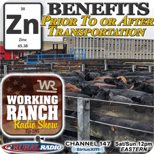 Ep 186:  The Benefits of Zinc Supplementation Prior To or After Transportation