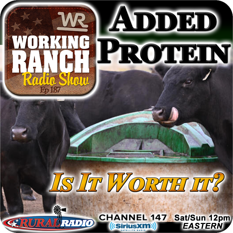 Ep 187:  Added Protein To Your Cow’s Diet… Is It Worth It?