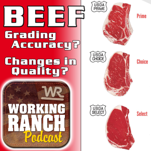 Ep 18: BEEF - Accuracy of Grading, Quality Changes, & Trends.