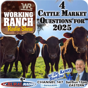 Ep 200: 4 Cattle Market Questions We Hope To See Answered in 2025