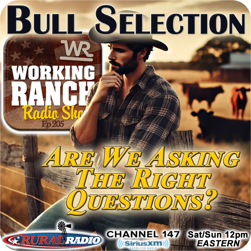 Ep 205: Bull Selection - Are We Asking the Right Questions?