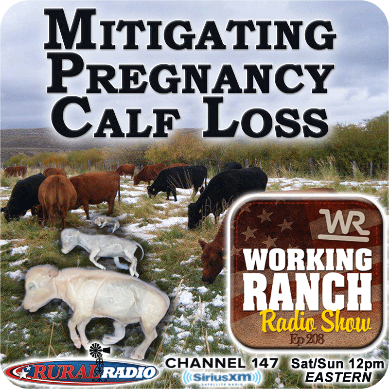 Ep 208: Mitigating Pregnancy Loss In Cow Herds