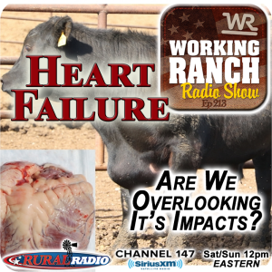 Ep 213: Bovine Congestive Heart Failure… Are We Overlooking It’s Impacts?