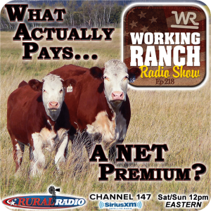 Ep 218: What Actually Pays A NET Premium on Your Calves?