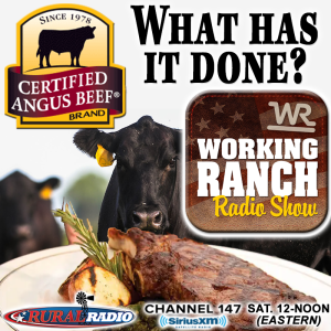 Ep 21: Certified Angus Beef Program: What has it done?
