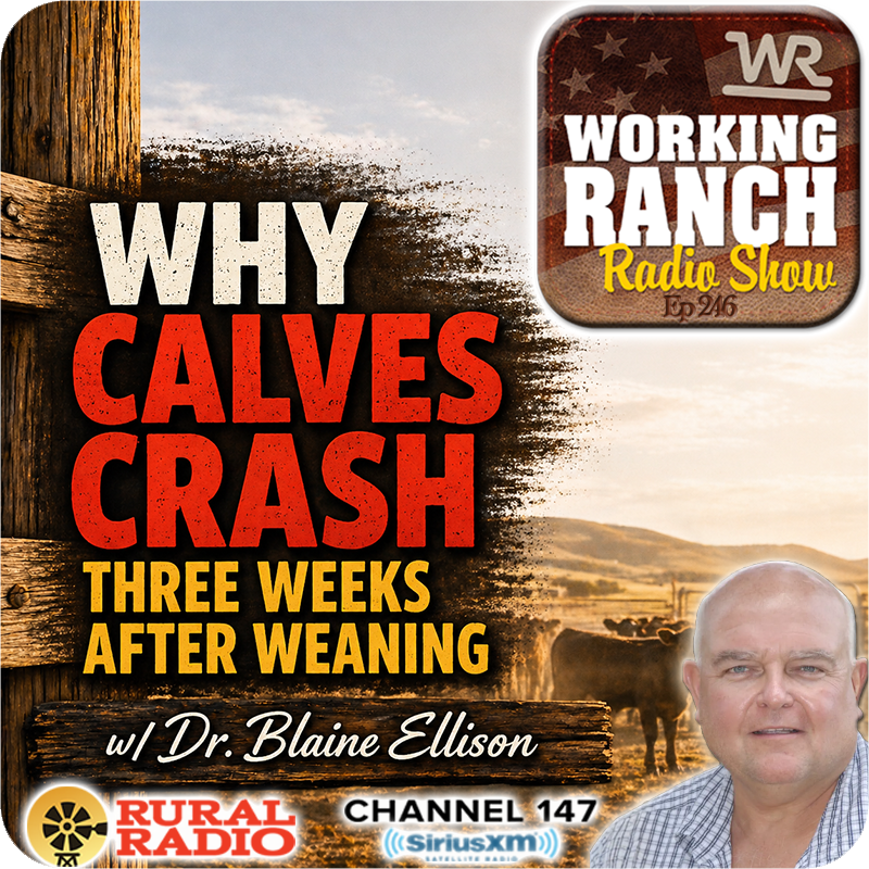 Ep 246: Why Calves Crash Three Weeks After Weaning or a Stress Event w/ Dr. Blaine Ellison Ep 246: Why Calves Crash Three Weeks After Weaning or a Stress Event w/ Dr. Blaine Ellison