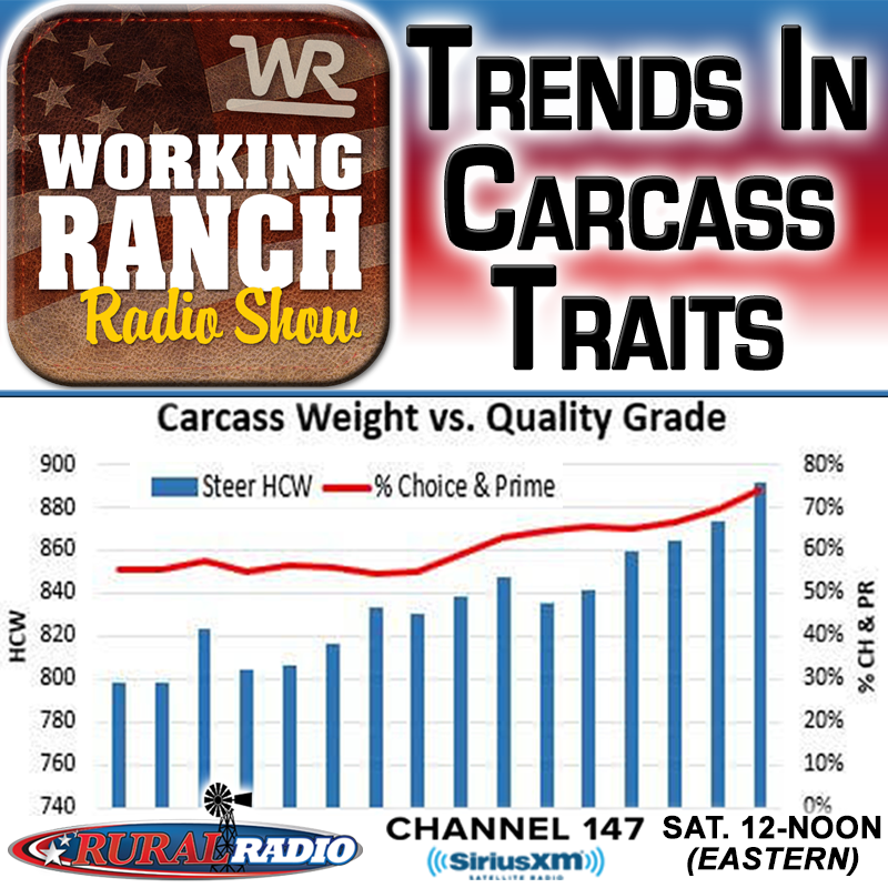 Ep 29: What do the trends in Carcass Traits tell us?