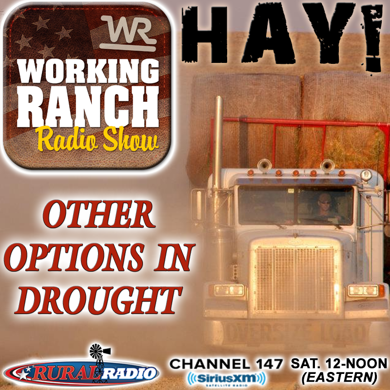 Ep 30: HAY! Other Options in Drought?