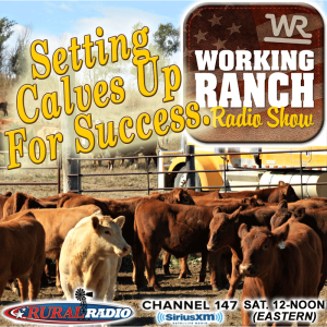 Ep 33: Are you setting your calves up for success?