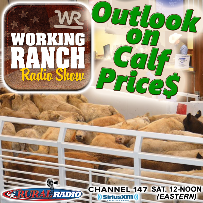 Ep 34: Outlook for Calf Market.