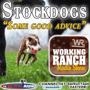 Ep 46: Stockdogs… some good advice.