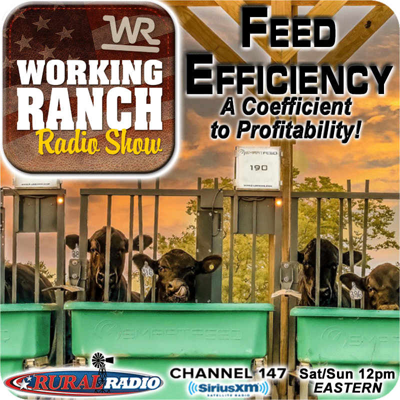 Ep 57: Feed Efficiency… A Coefficient to Profitability!