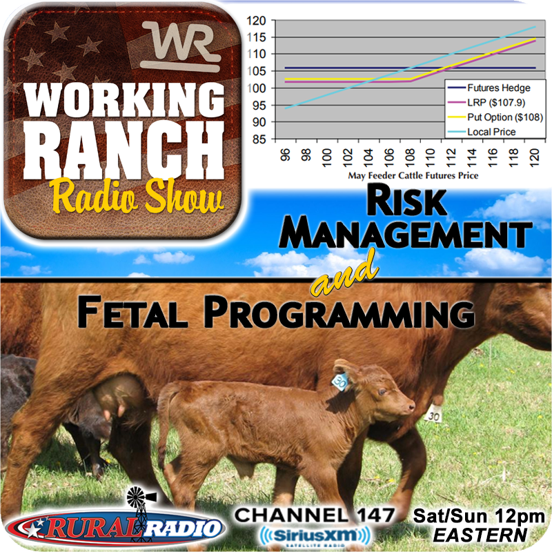 Ep 58:  Two Topics: Risk Management & Fetal Programming