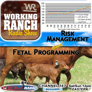 Ep 58:  Two Topics: Risk Management & Fetal Programming